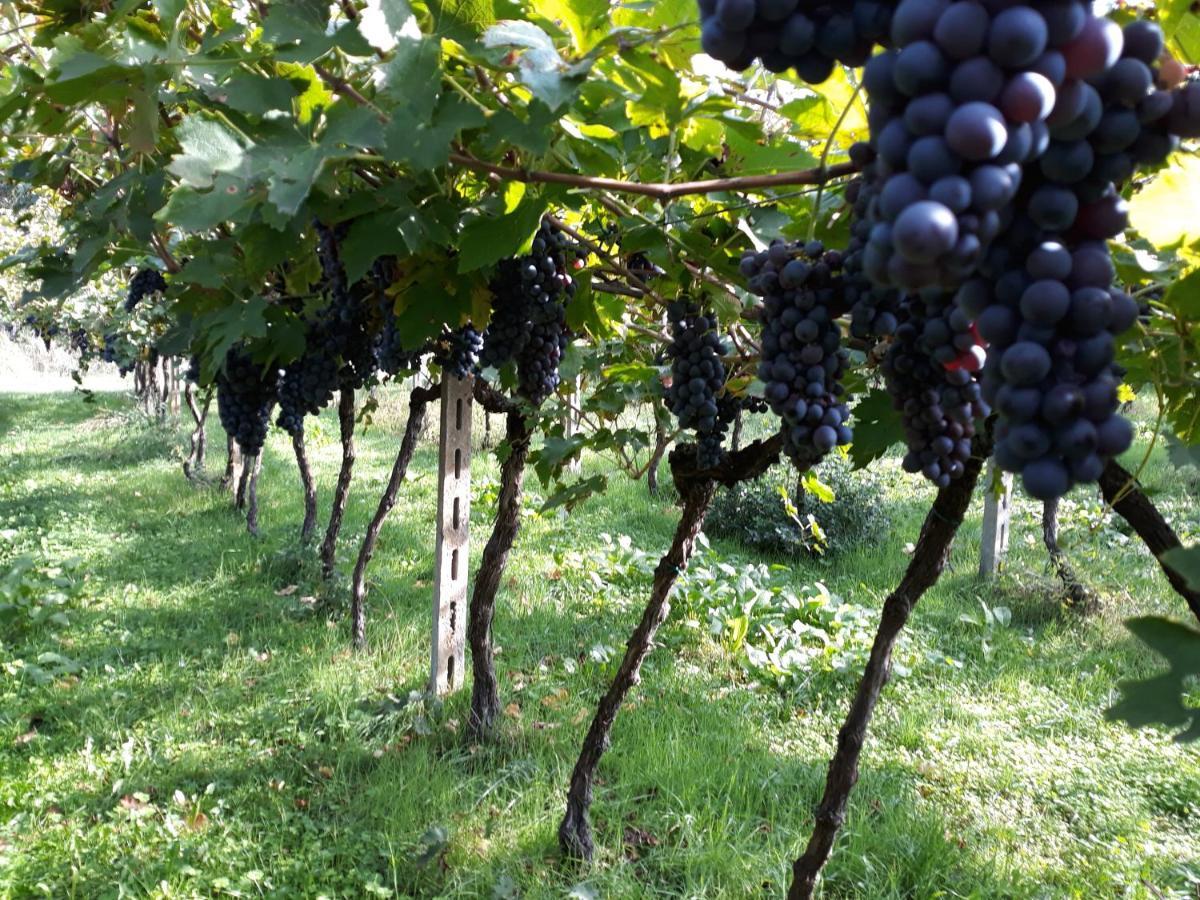Agriturismo Villa Stella Rivoli Veronese Екстериор снимка